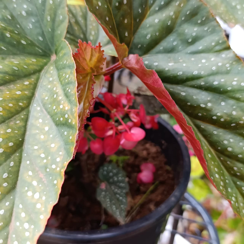 Angel Wing Begonia leaves and flowers