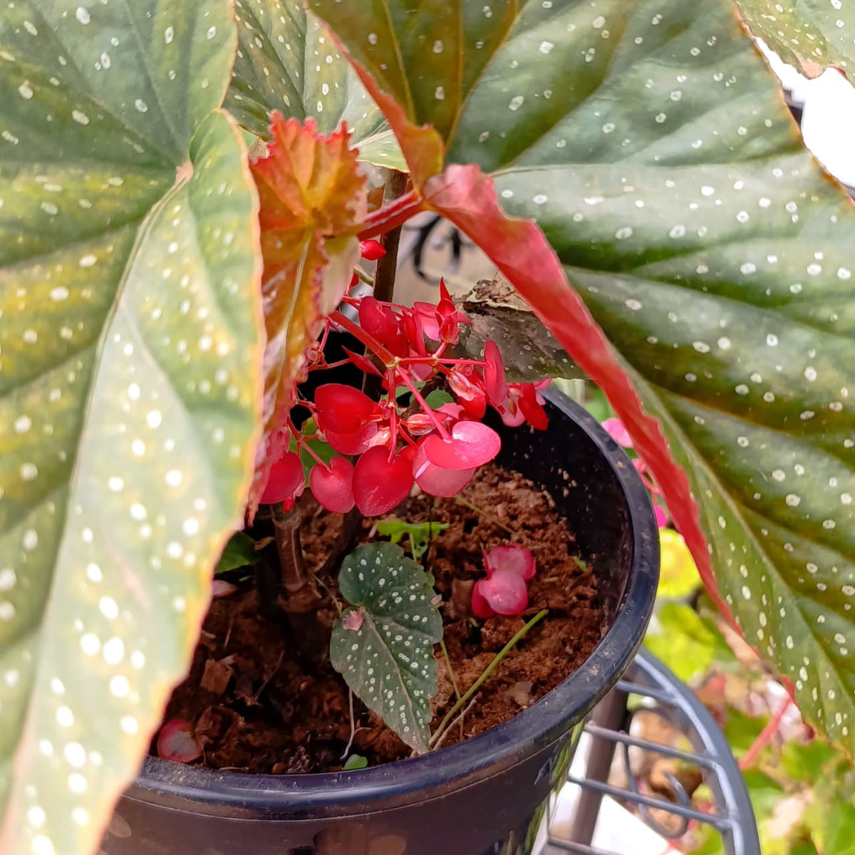 Begonia flower cluster close-up