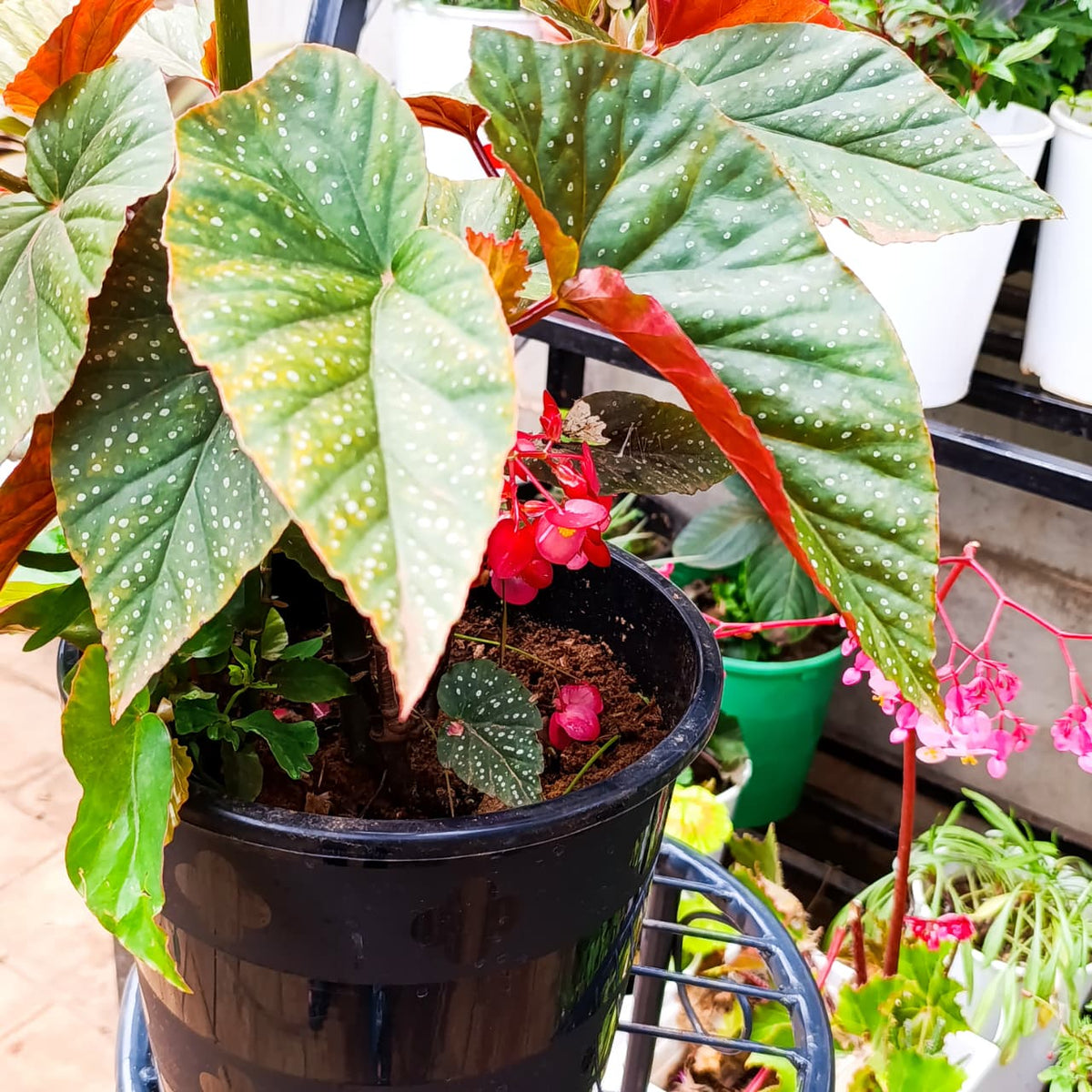 Silver-spotted wing-shaped begonia leaves