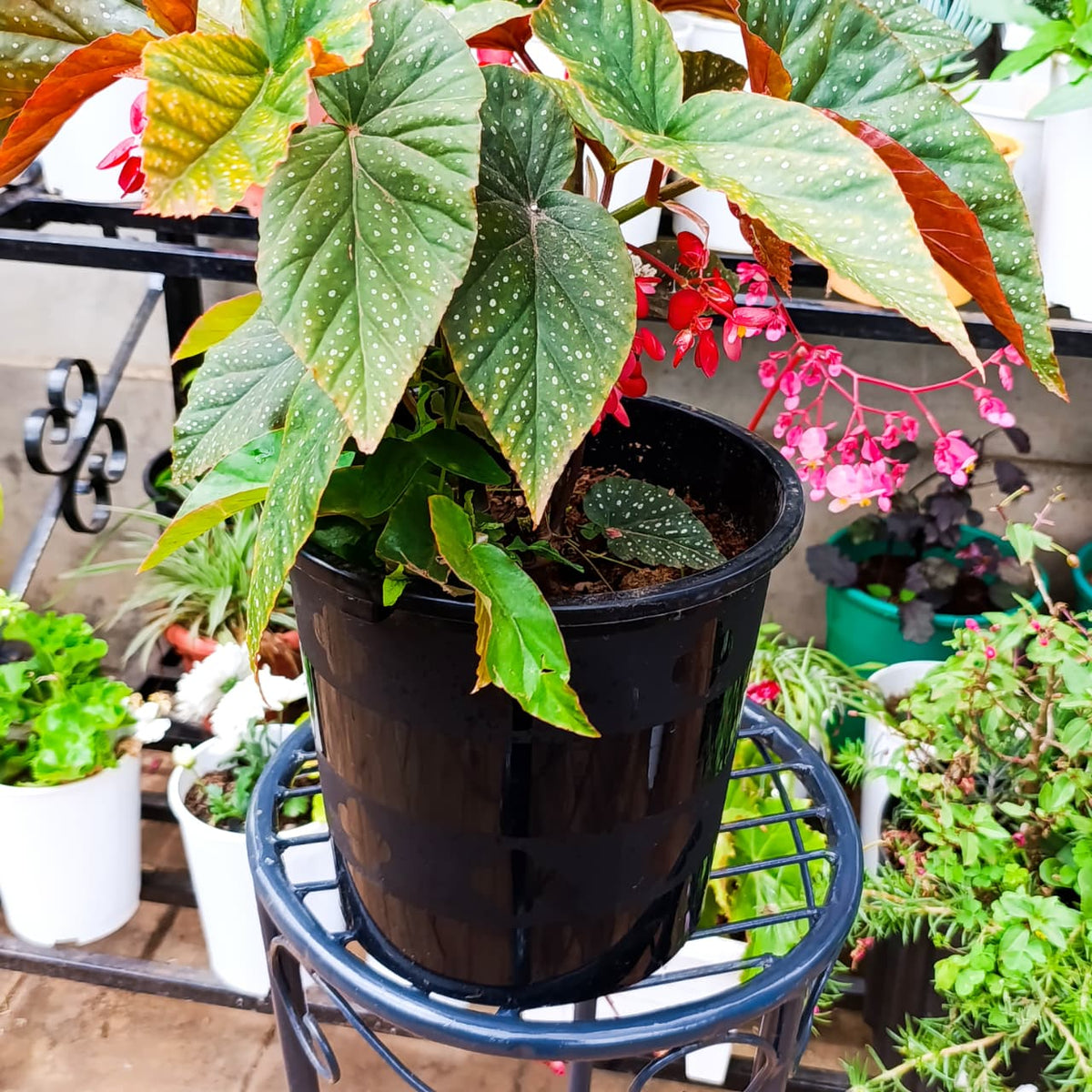 Angel Wing Begonia on a plant stand