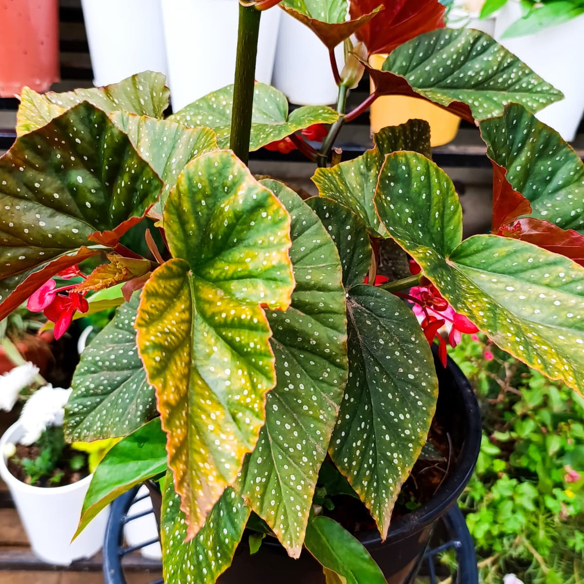 Angel Wing Begonia pink-red flowers