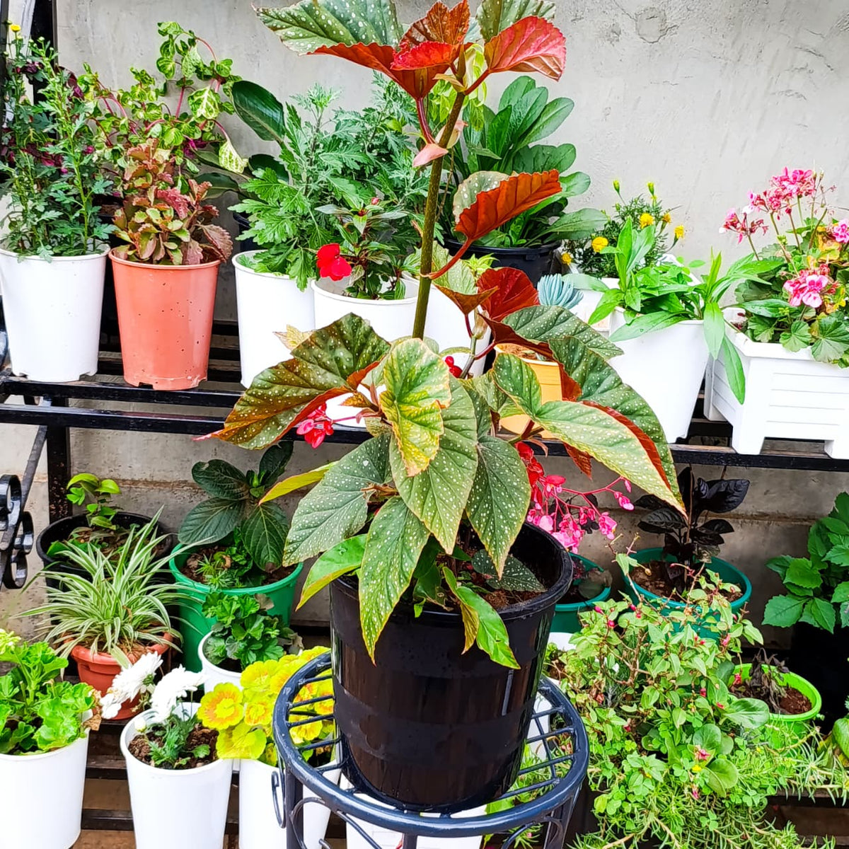 Spotted cane begonia full plant view