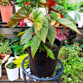 Angel Wing Begonia in black nursery pot