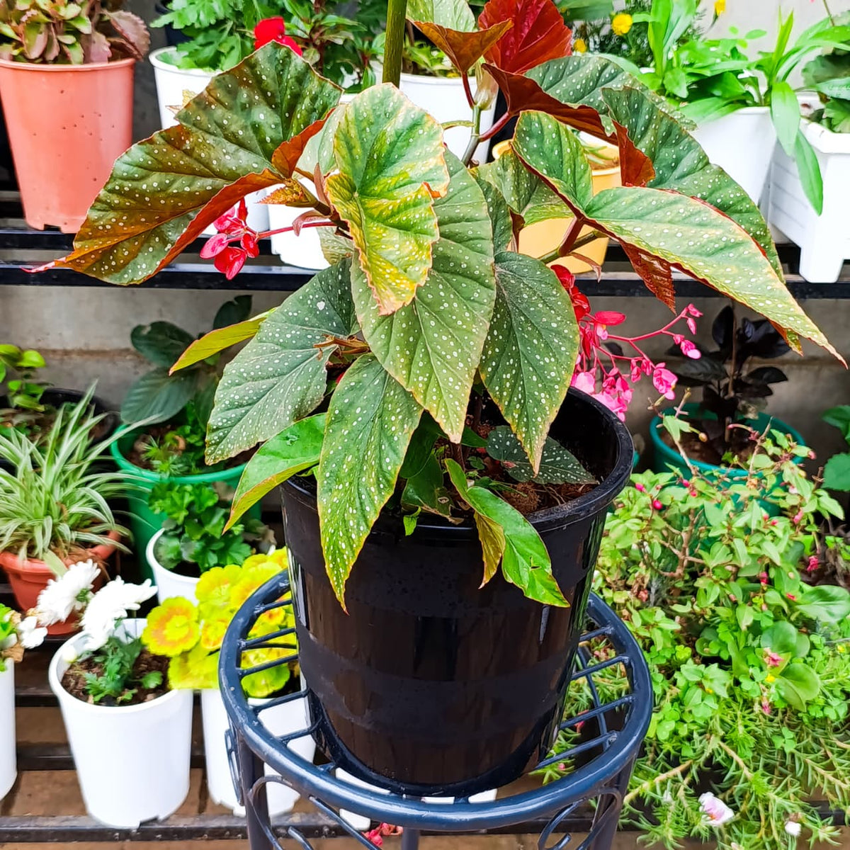 Angel Wing Begonia in black nursery pot