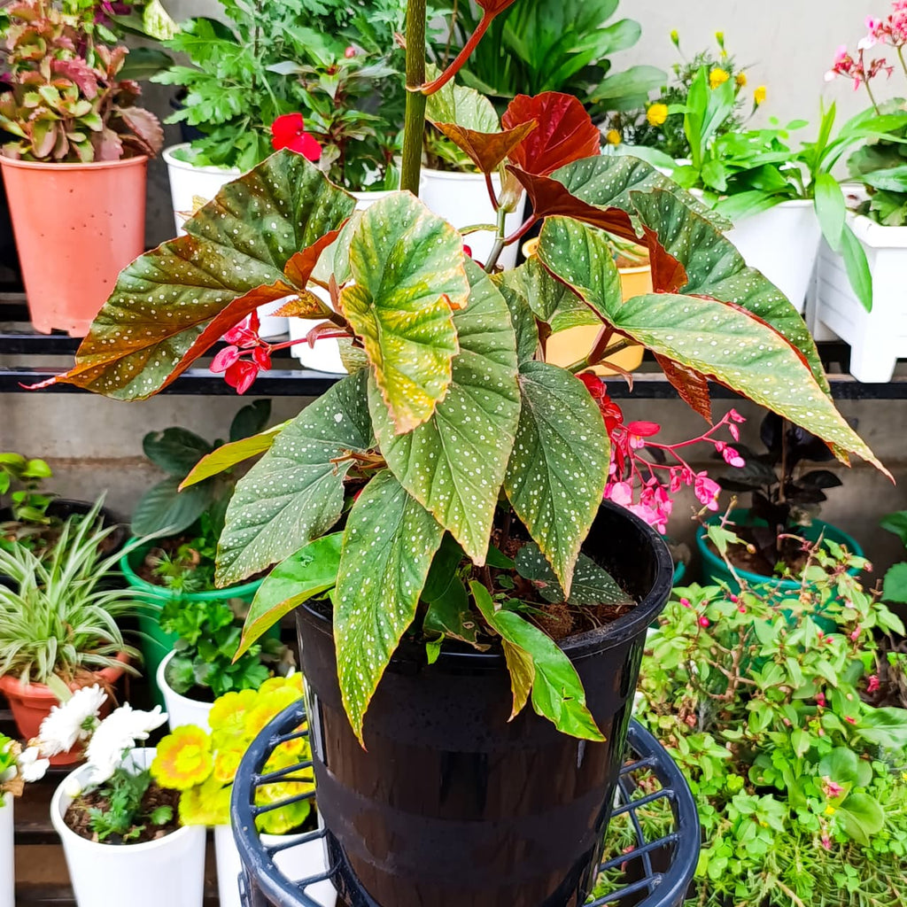 Angel Wing Begonia with silver-spotted leaves
