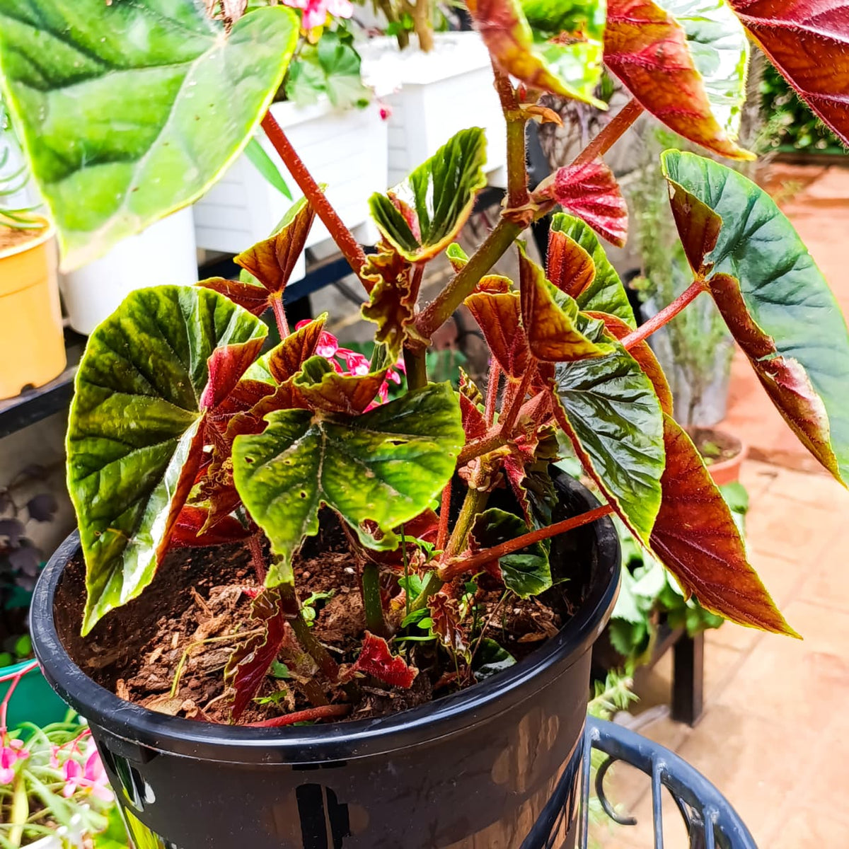 Thurston's Begonia on a plant stand