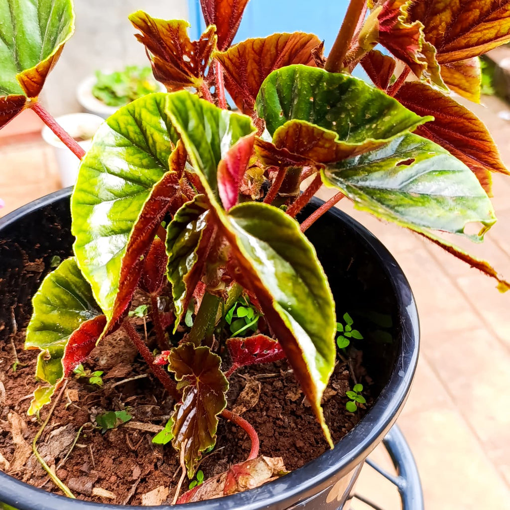 Thurston's Begonia red stems and leaves
