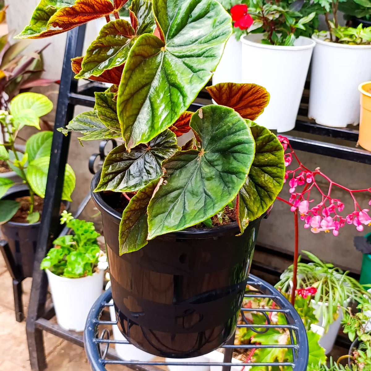 Red undersides of Thurston's Begonia leaves