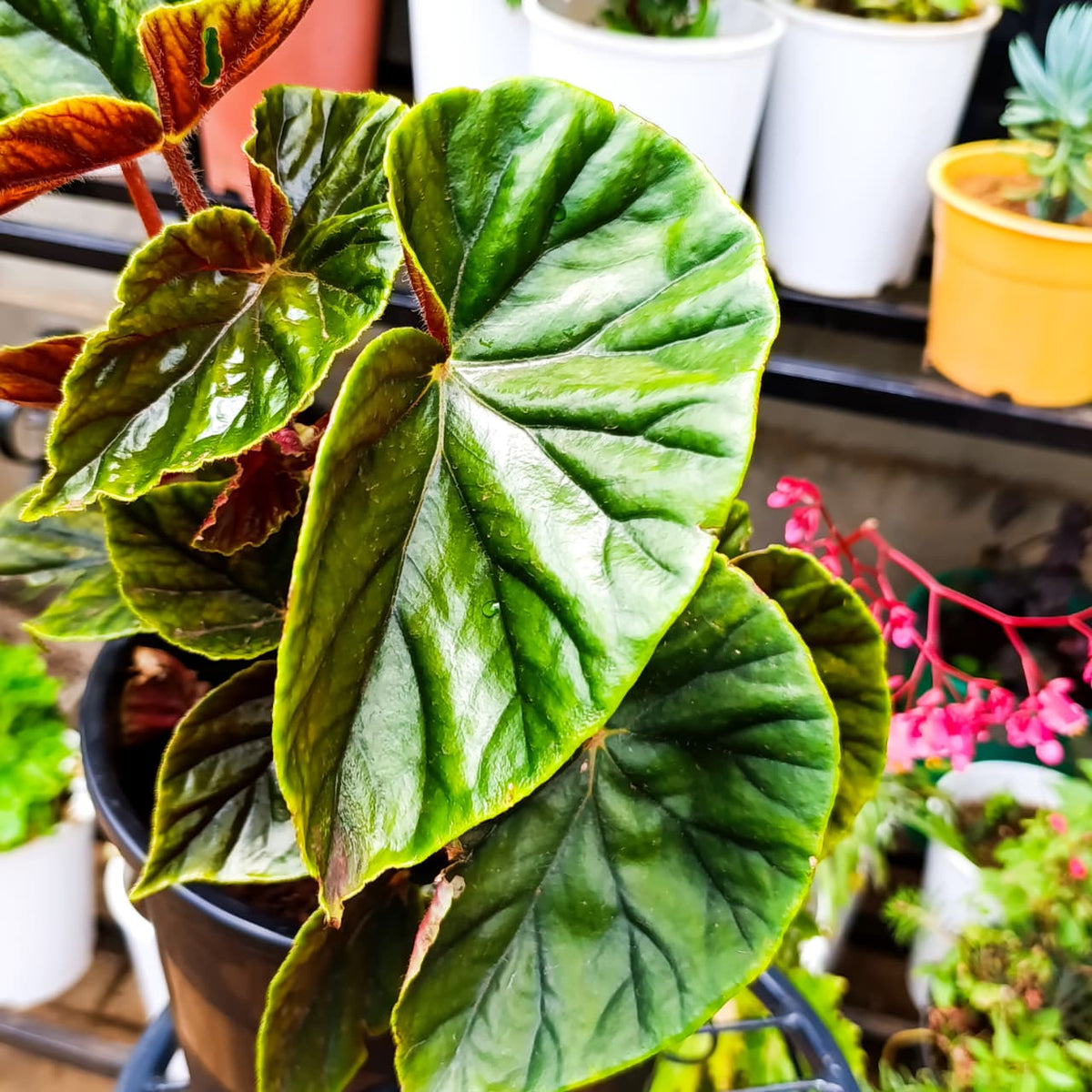 Thurston's Begonia leaf close-up