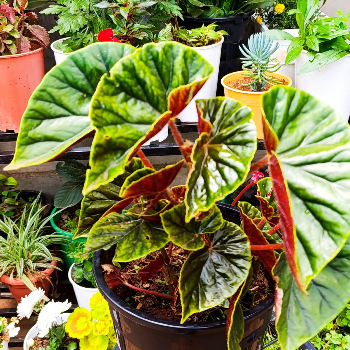 Begonia Thurstonii full plant view