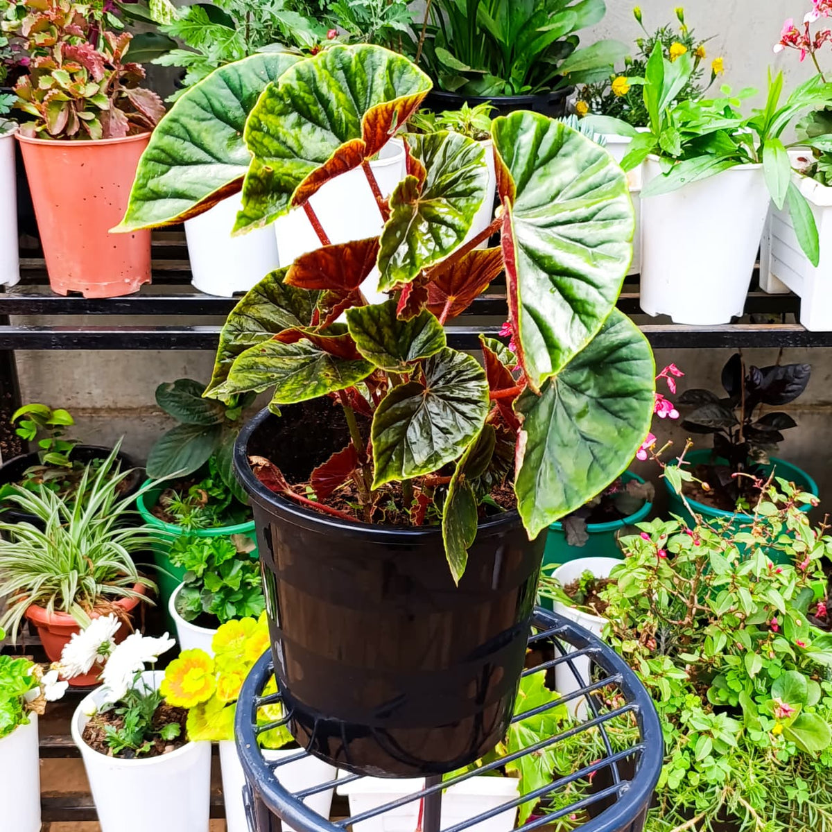 Thurston's Begonia glossy green leaves