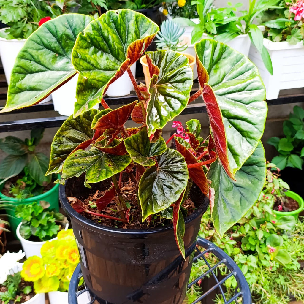Thurston's Begonia in black nursery pot