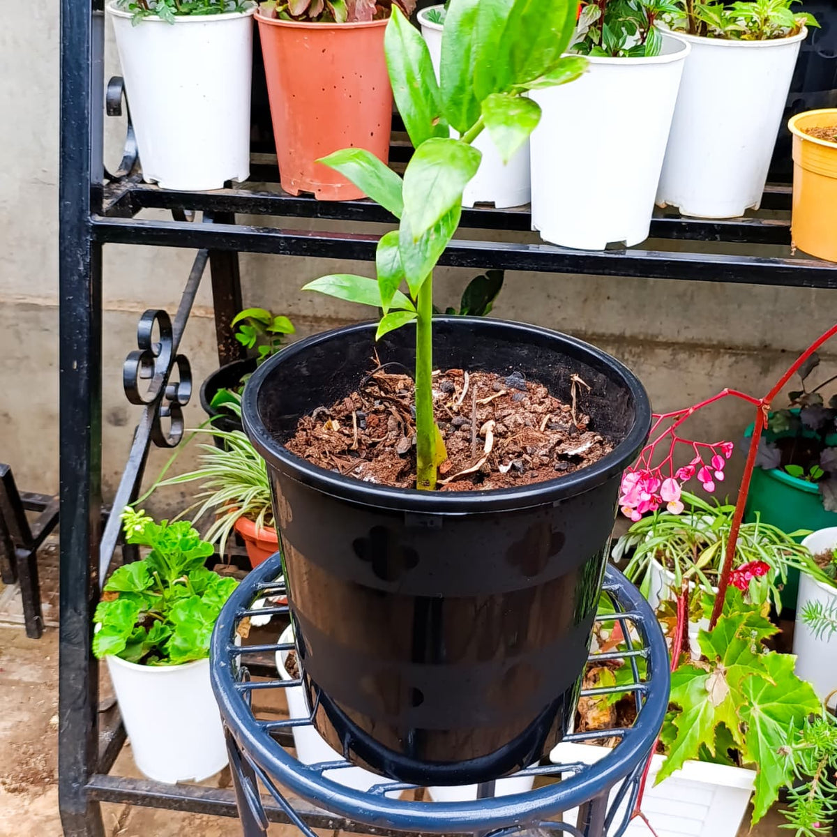 ZZ Plant at Jowaki Gardens nursery
