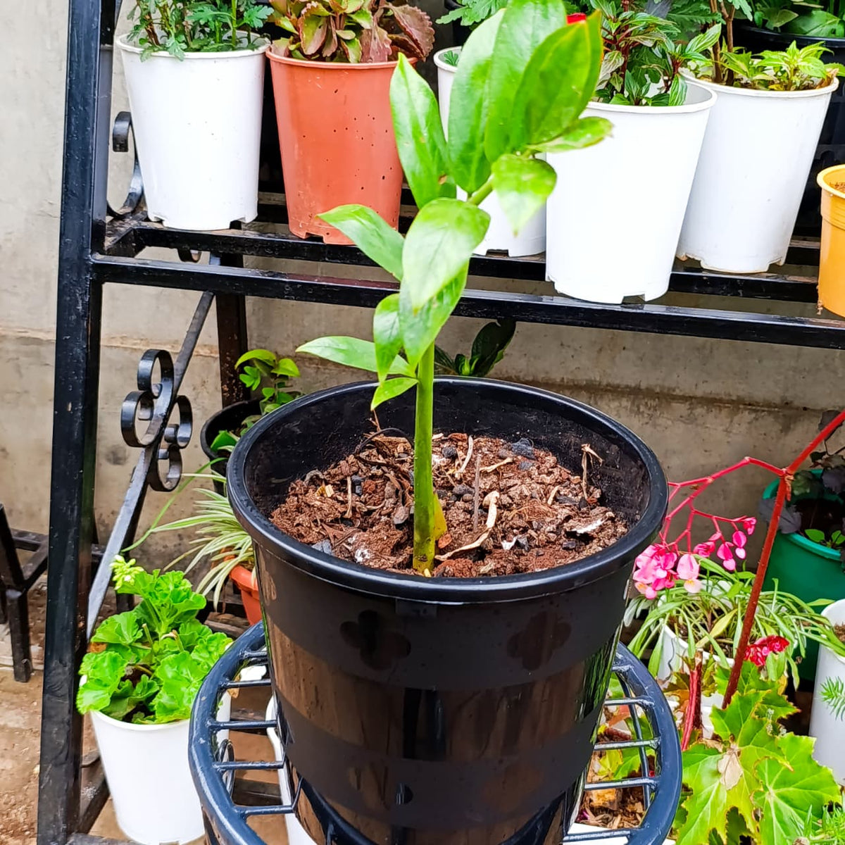 Young ZZ Plant stem and glossy leaflets
