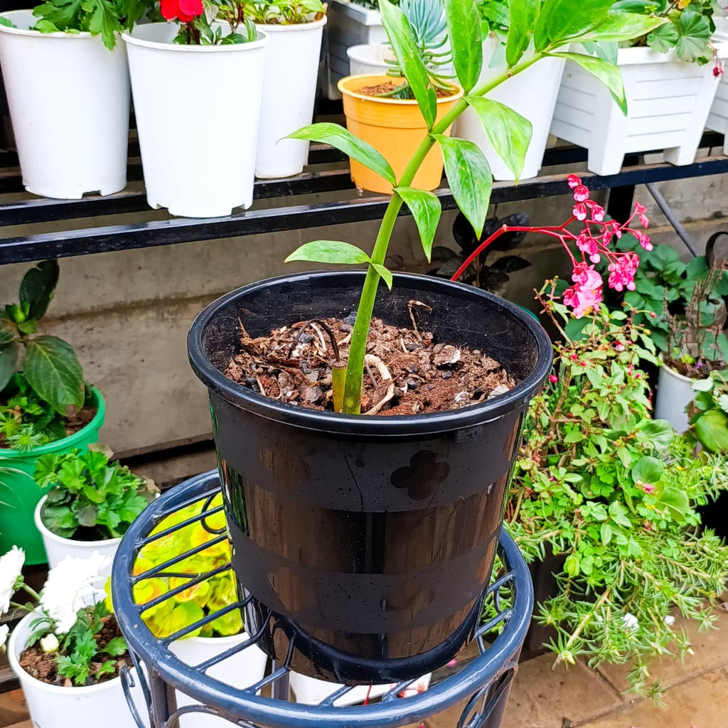 ZZ Plant on a plant stand