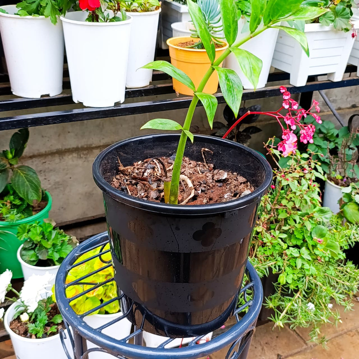 ZZ Plant on a plant stand