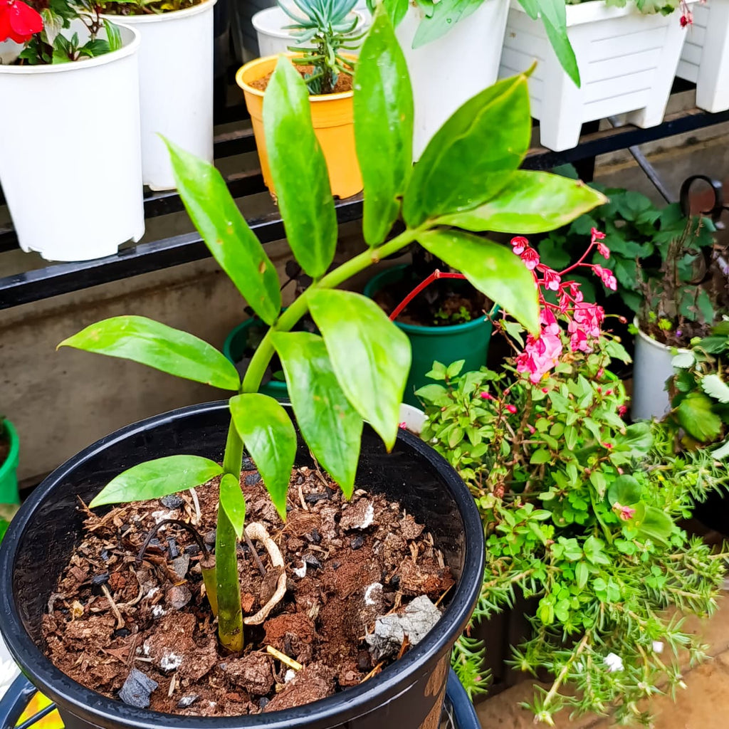 ZZ Plant Zamioculcas zamiifolia in black nursery pot