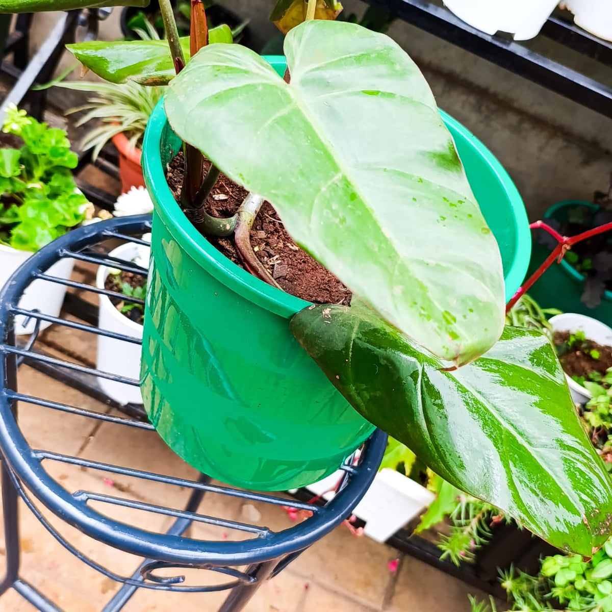 Philodendron red stems and leaves