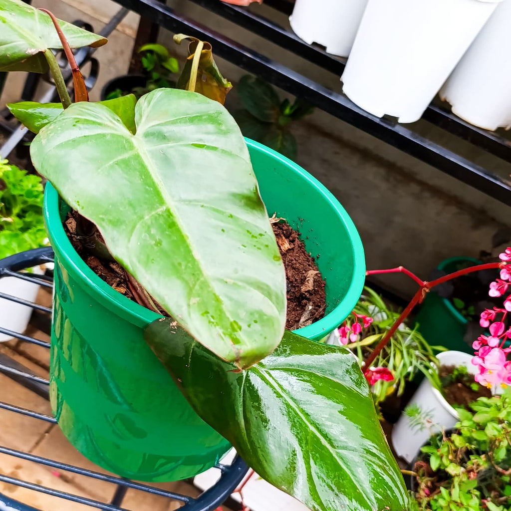 Glossy heart-shaped Philodendron leaf