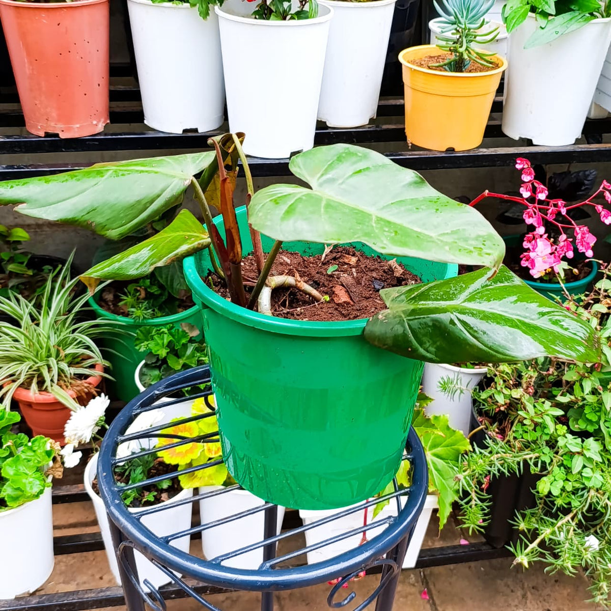 Philodendron in green nursery pot on stand