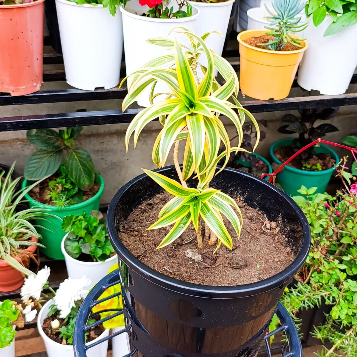 Song of India in nursery pot