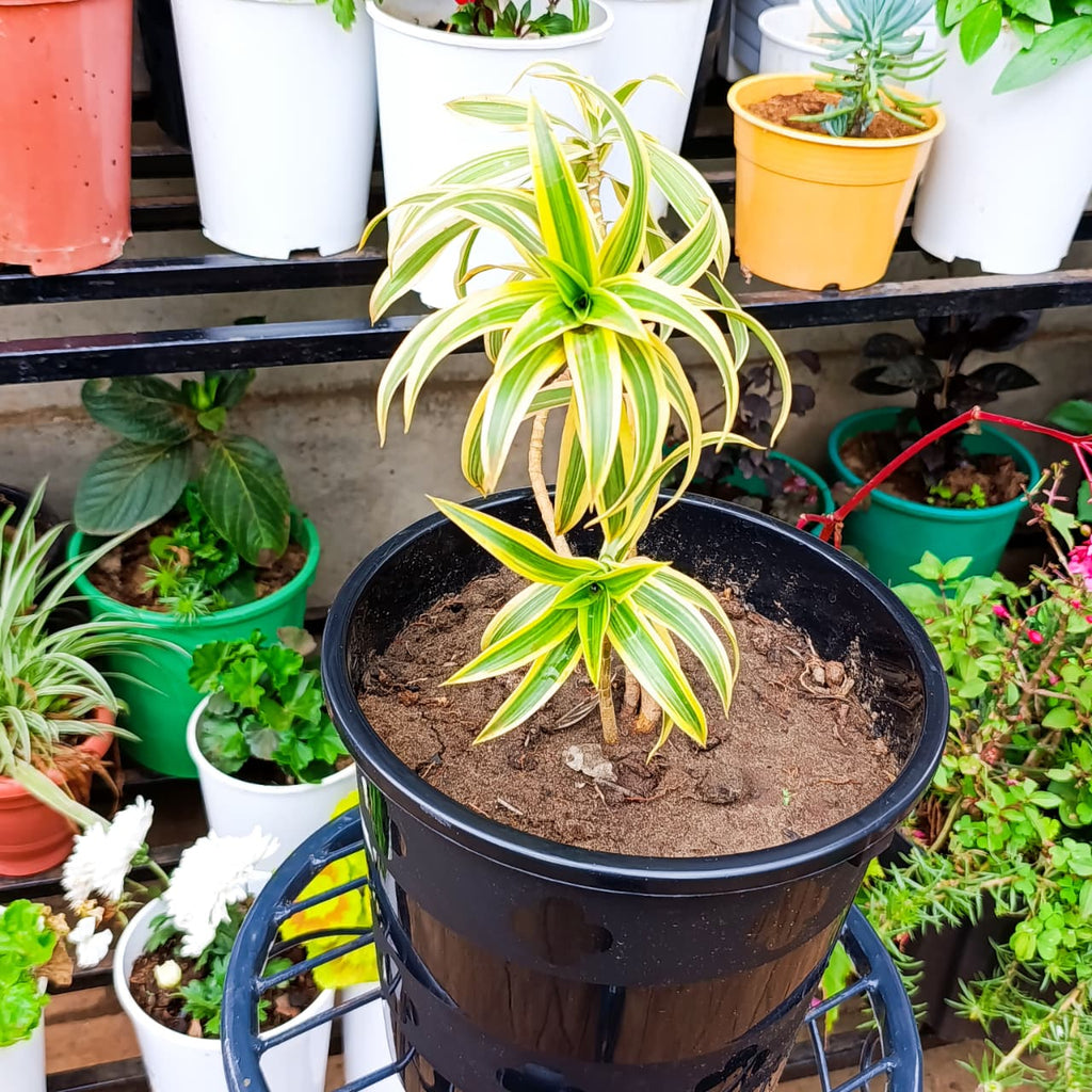 Dracaena reflexa at Jowaki Gardens