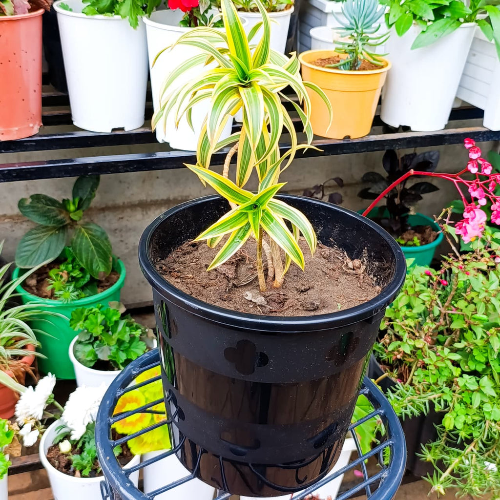 Song of India branching stems