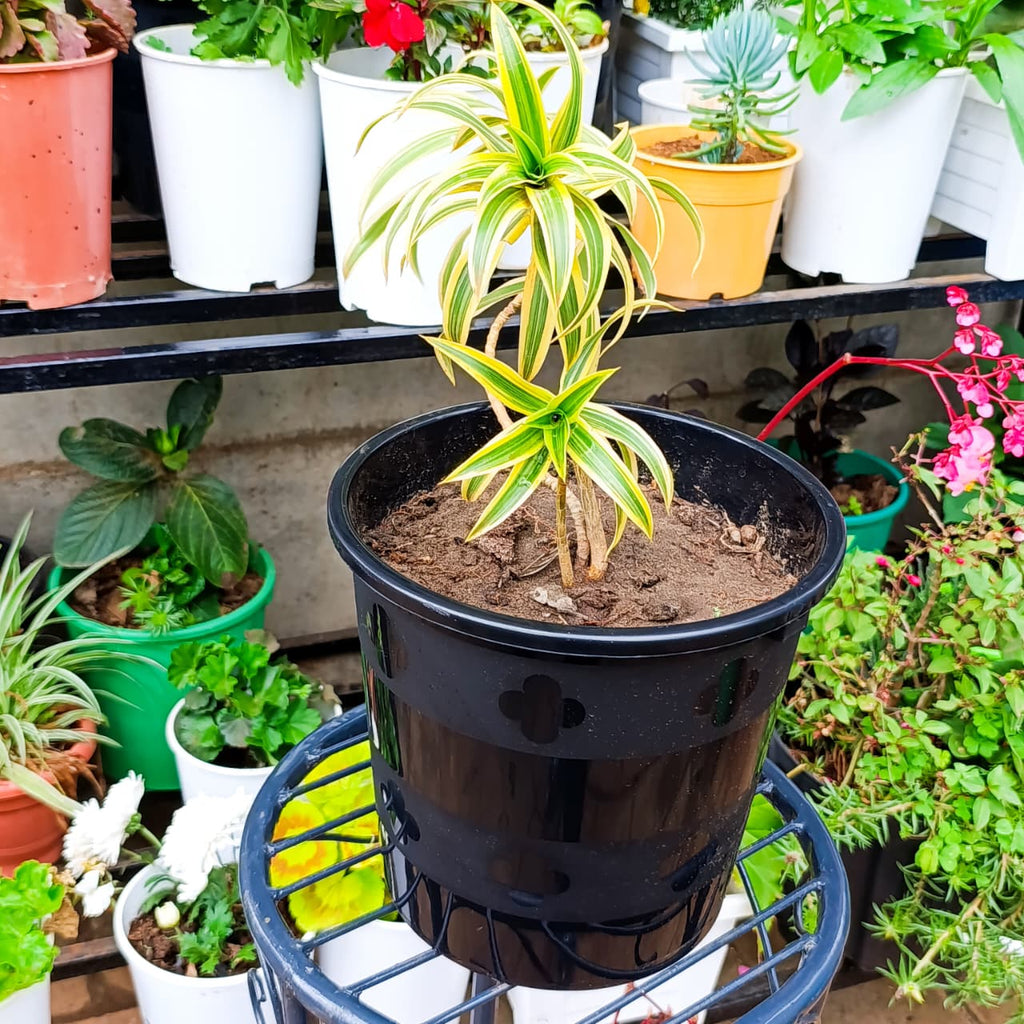 Song of India full plant view