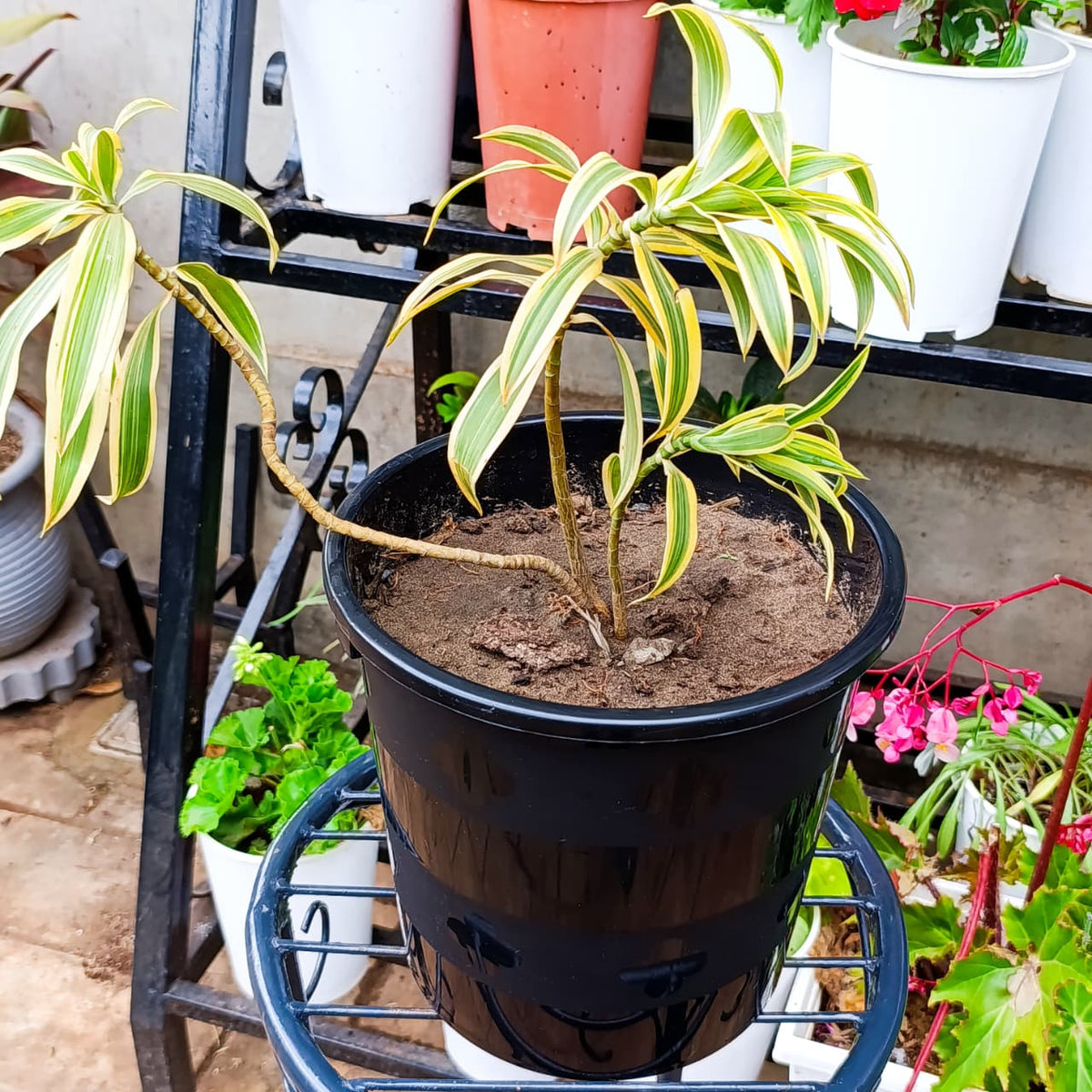 Song of India on a plant stand