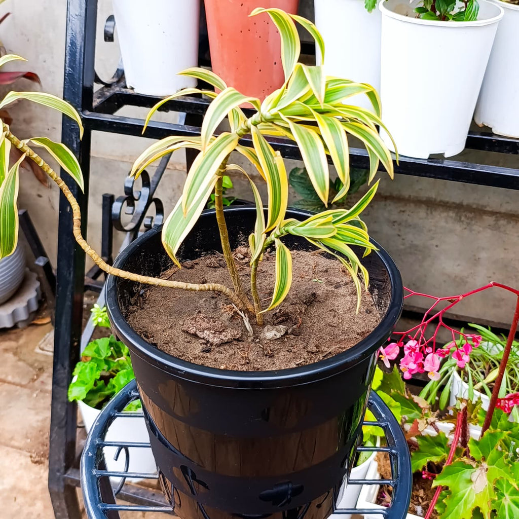 Song of India Dracaena reflexa in black pot