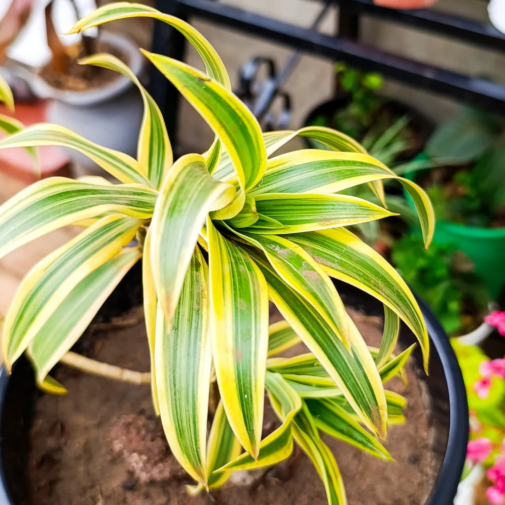 Dracaena reflexa golden-striped foliage