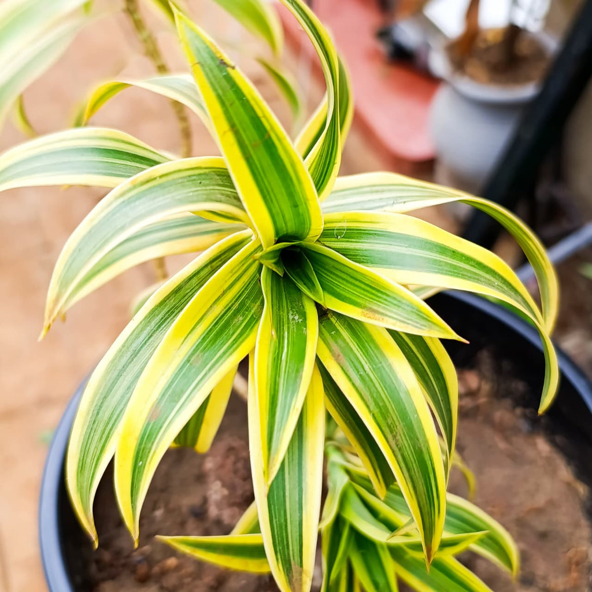 Song of India striped leaves close-up