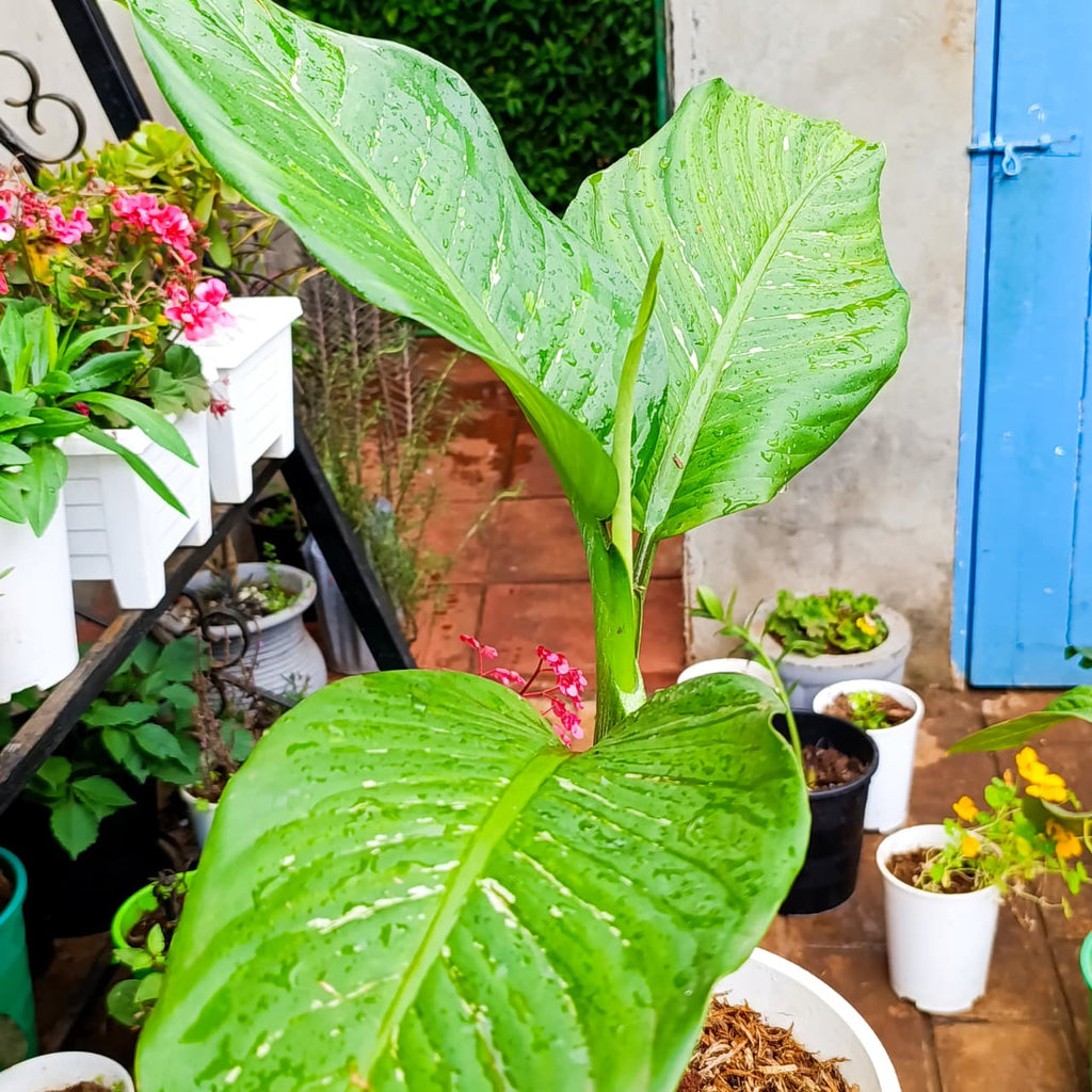 Dieffenbachia full plant view