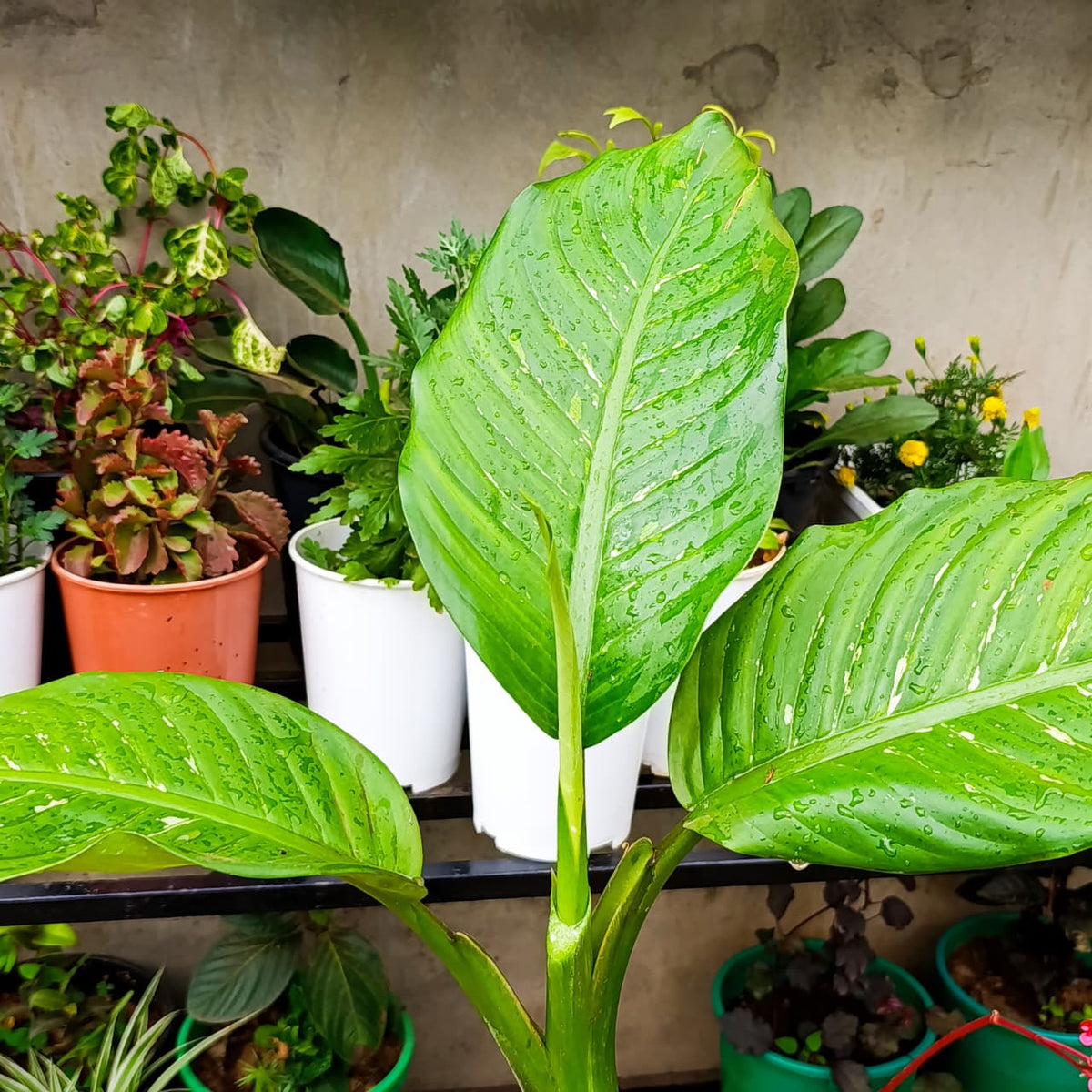 Dieffenbachia variegated foliage
