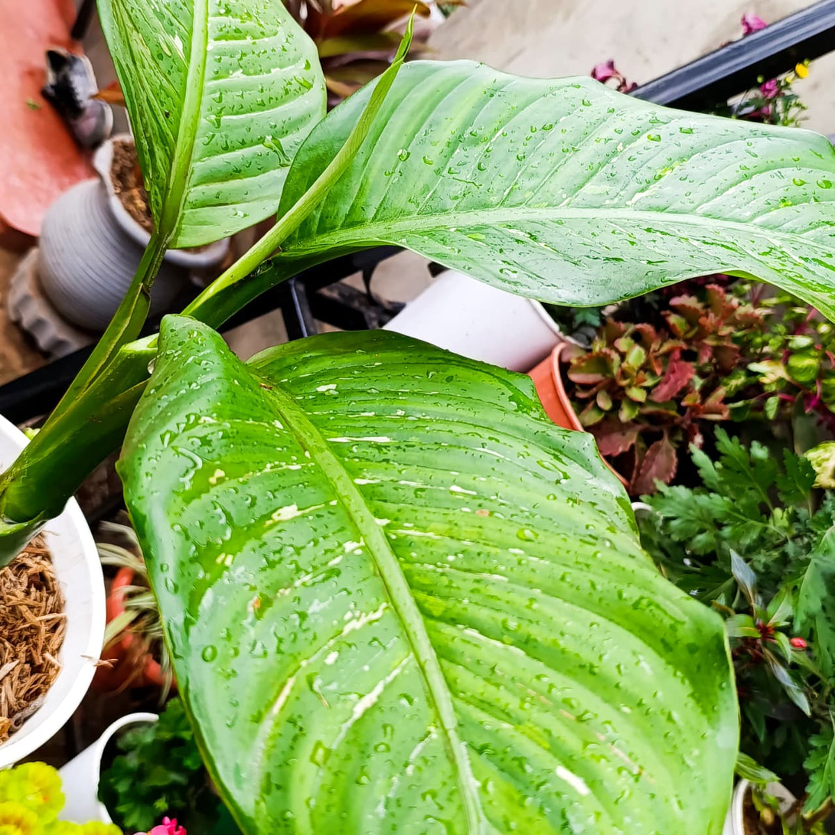 Dieffenbachia at Jowaki Gardens nursery
