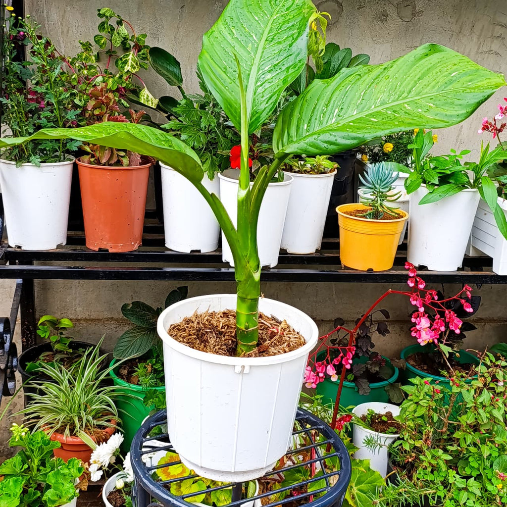 Dumb Cane upright leaves