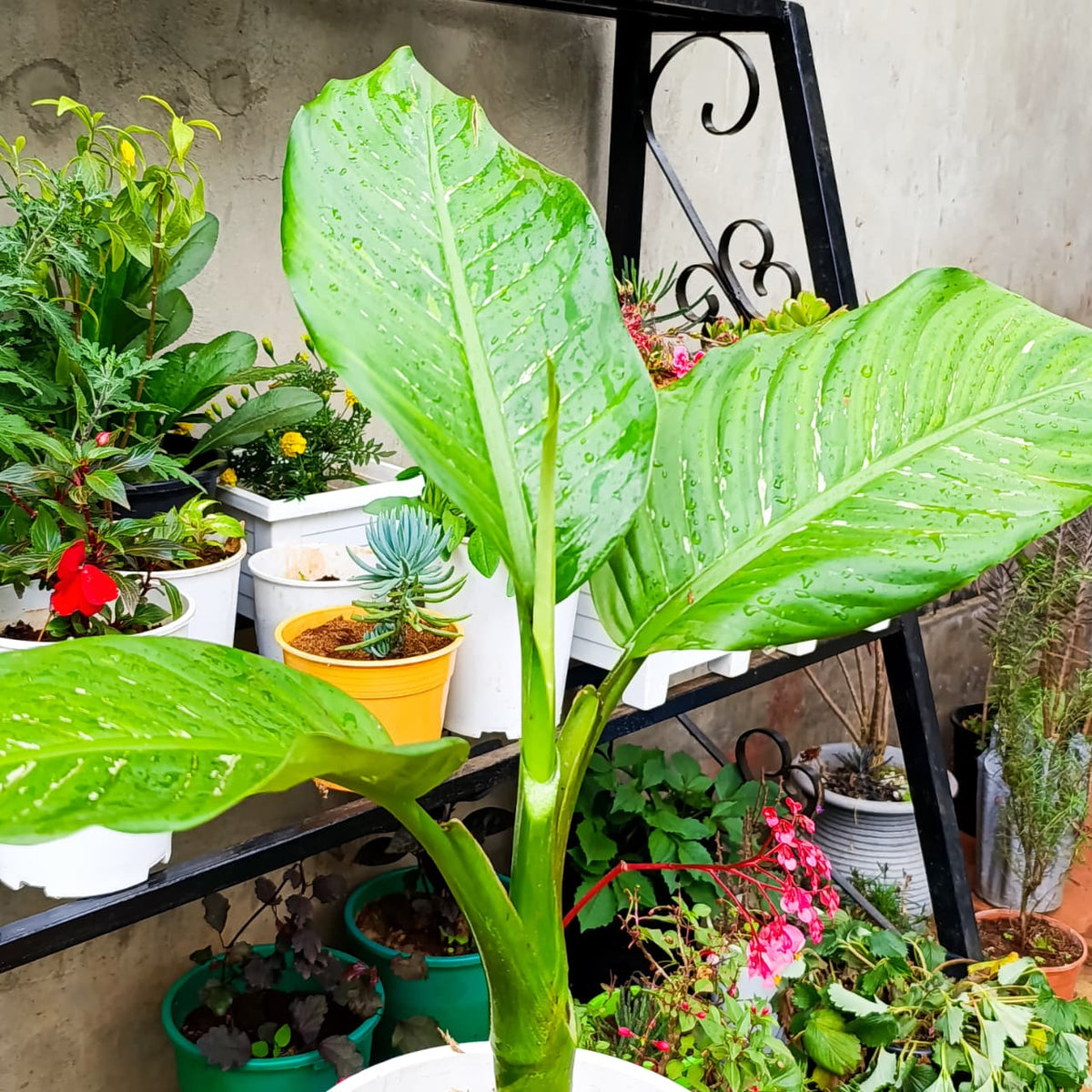 Dieffenbachia large glossy leaves