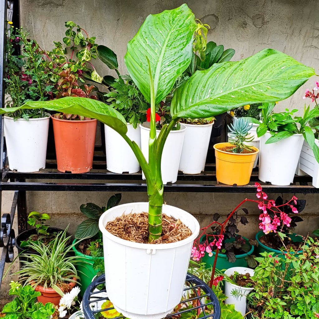 Dieffenbachia in white nursery pot