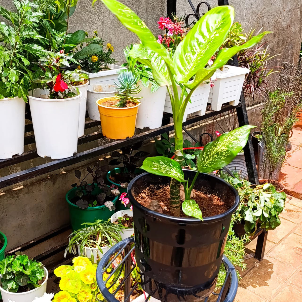 Dieffenbachia on a plant stand