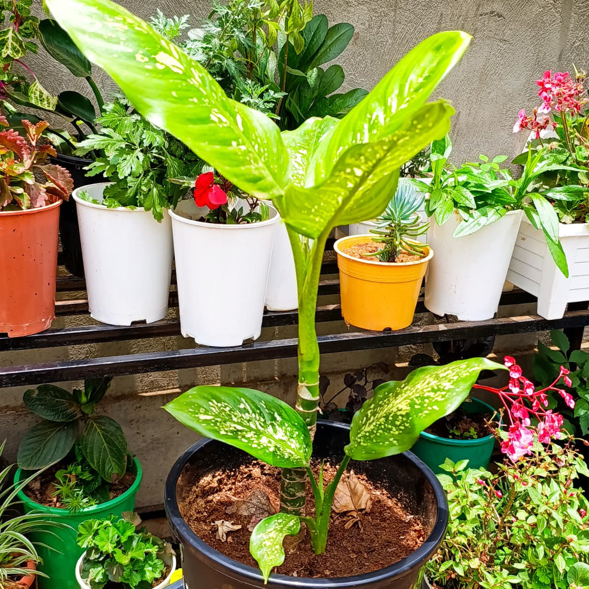 Dieffenbachia with cream-speckled leaves in black pot