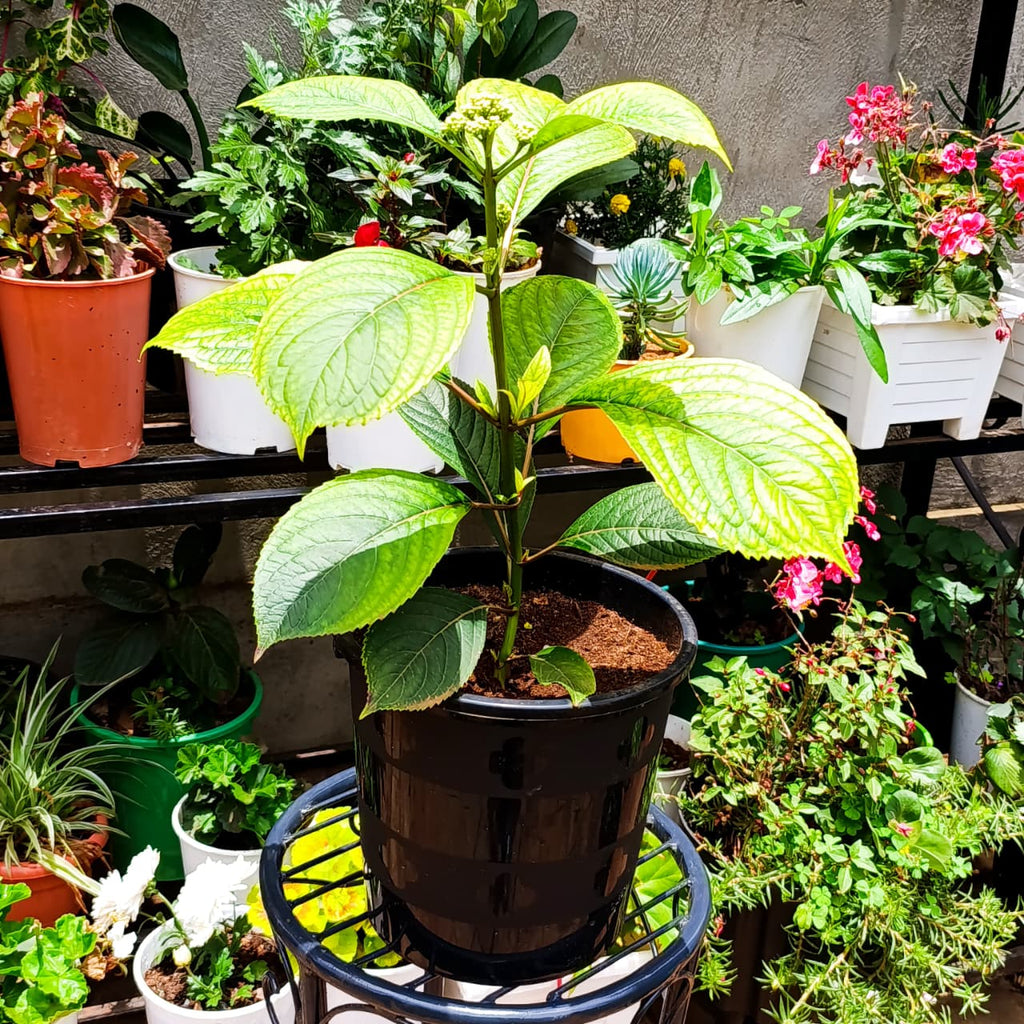 Hydrangea side view