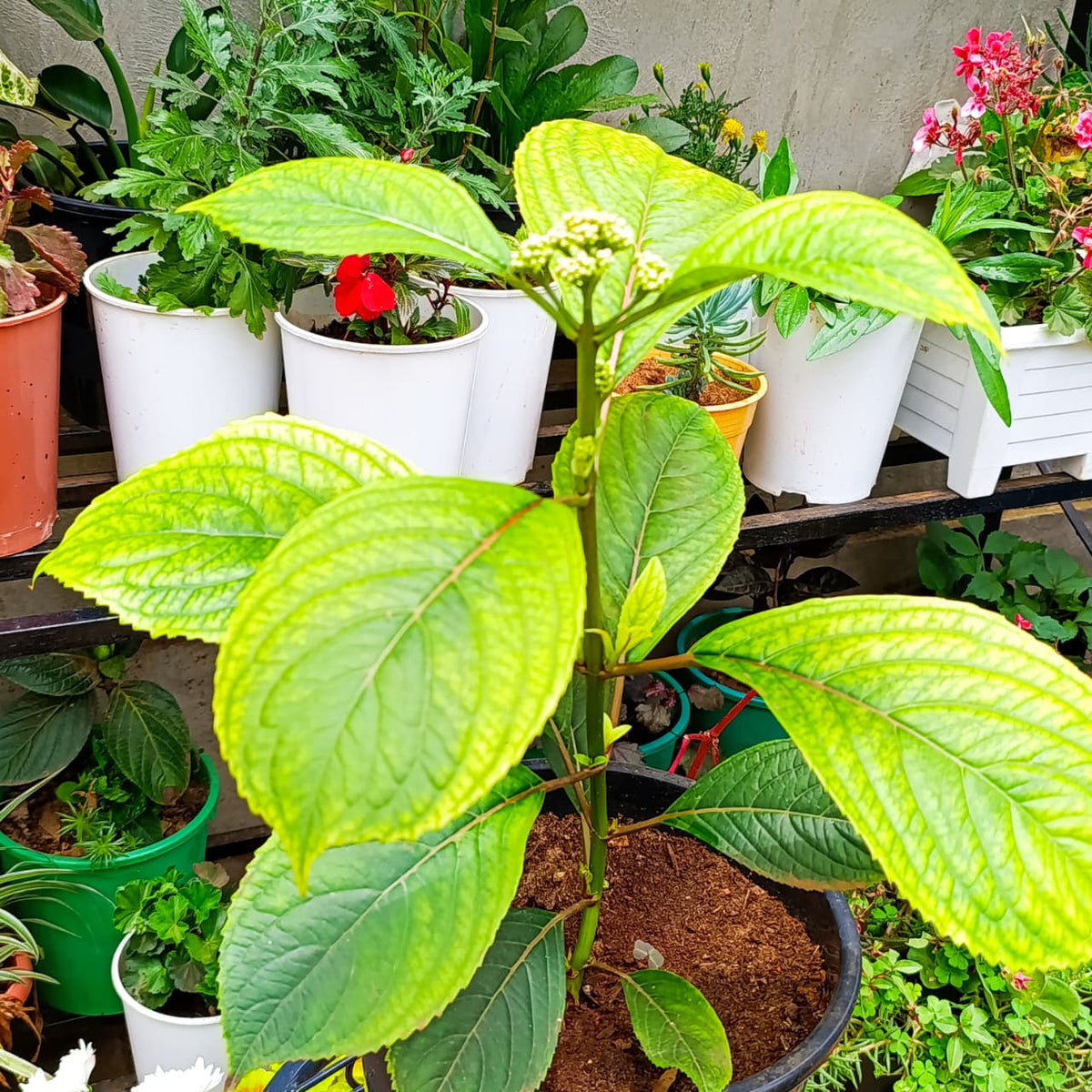 Hydrangea upright stems