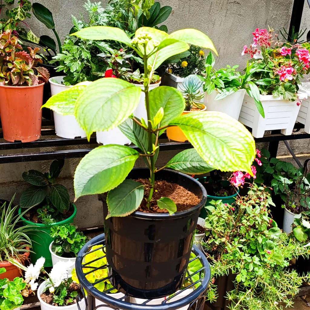 Hydrangea full plant view