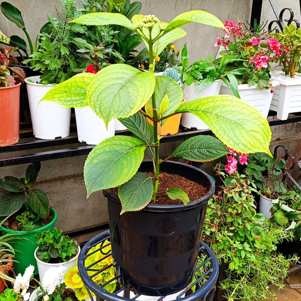 Young Hydrangea at Jowaki Gardens