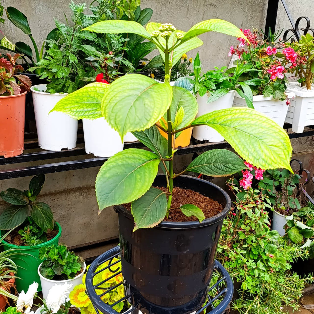 Hydrangea in black nursery pot on stand