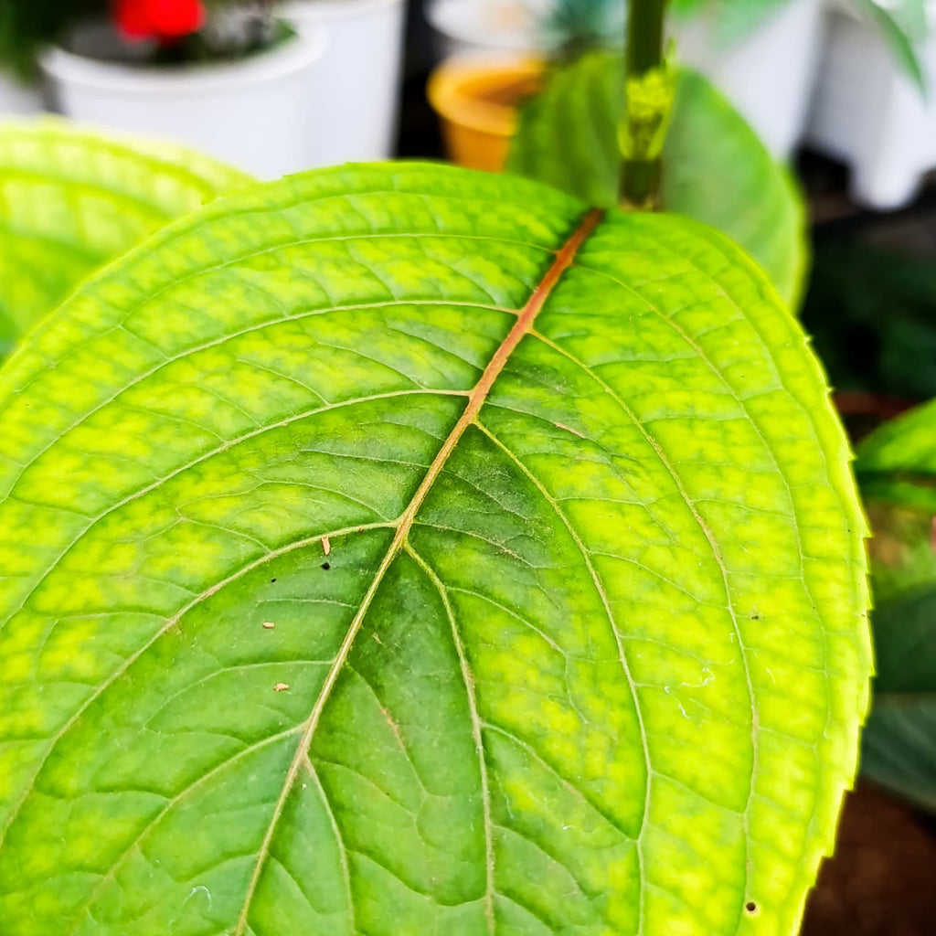 Hydrangea serrated leaf close-up