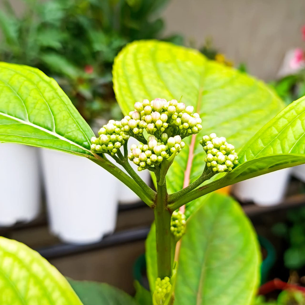 Hydrangea buds forming