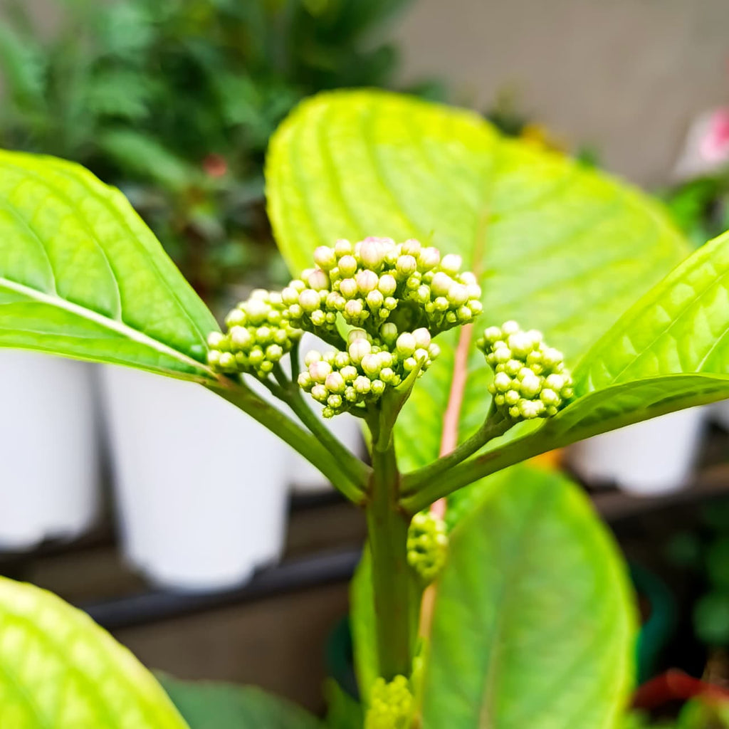 Hydrangea flower bud cluster close-up