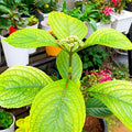 Hydrangea leaves and flower buds