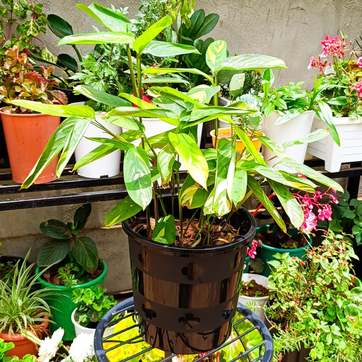 Ctenanthe Golden Mosaic at Jowaki Gardens